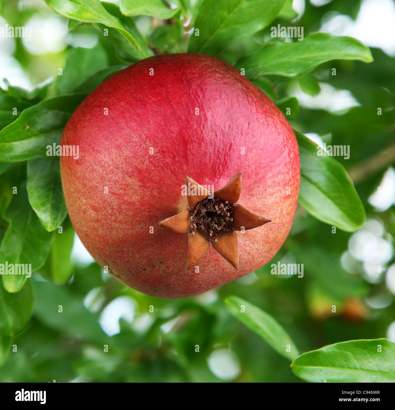 Reife Granatapfel auf einem Baum. Stockfoto