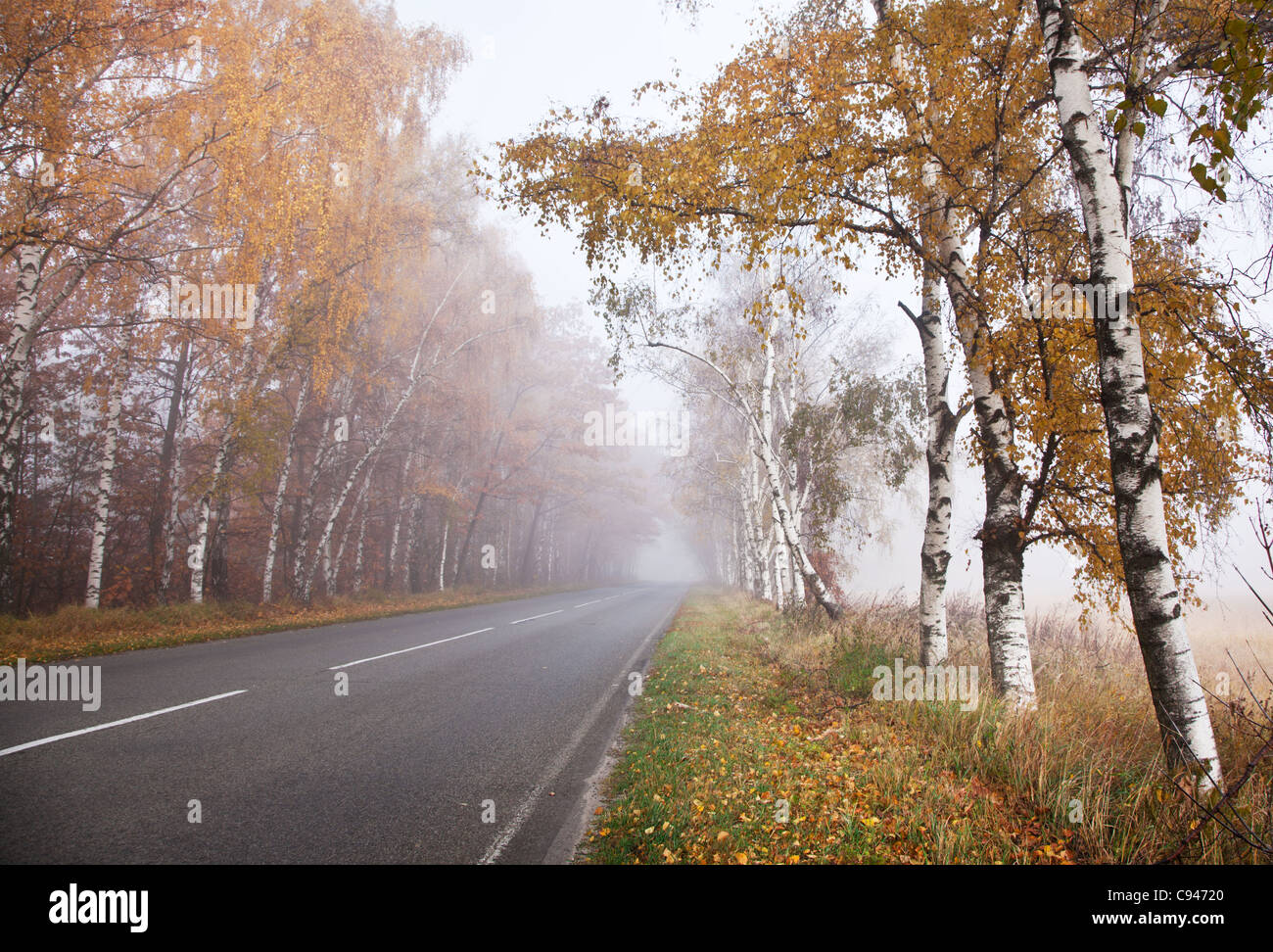 Waldweg in einem nebligen Herbsttag. Stockfoto