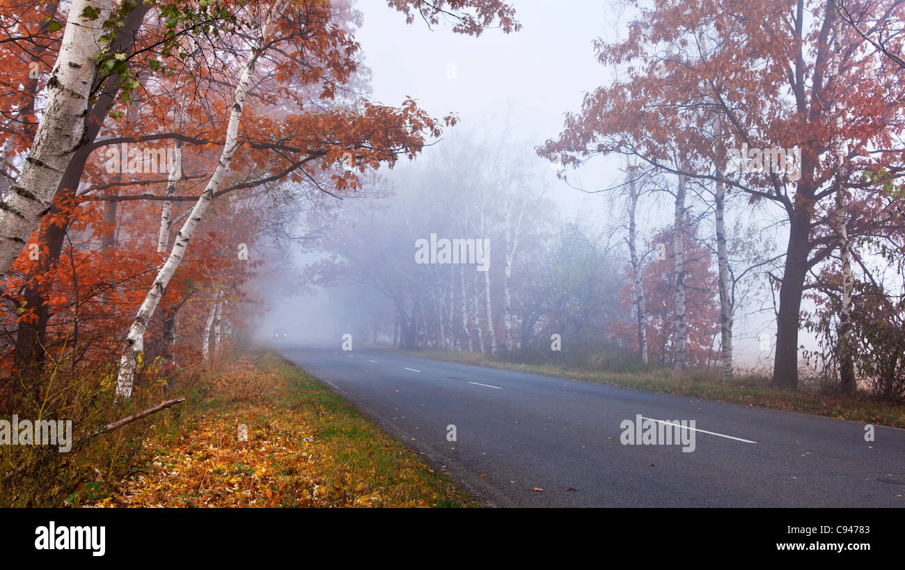 Waldweg in einem nebligen Herbsttag. Stockfoto