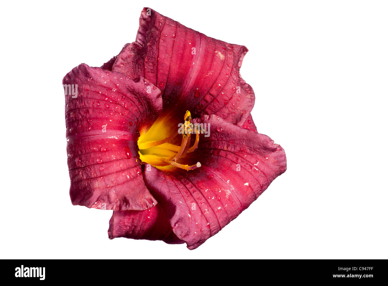 Purple Rain (Hemerocallis) Stockfoto