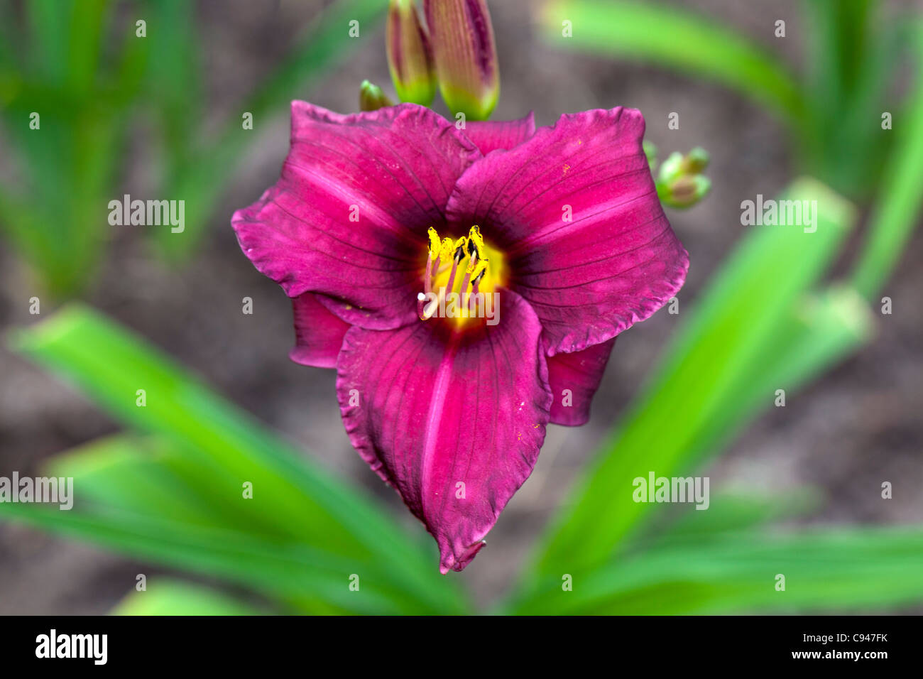'Purple Rain' Daylily, Daglilja (Hemerocallis) Stockfoto