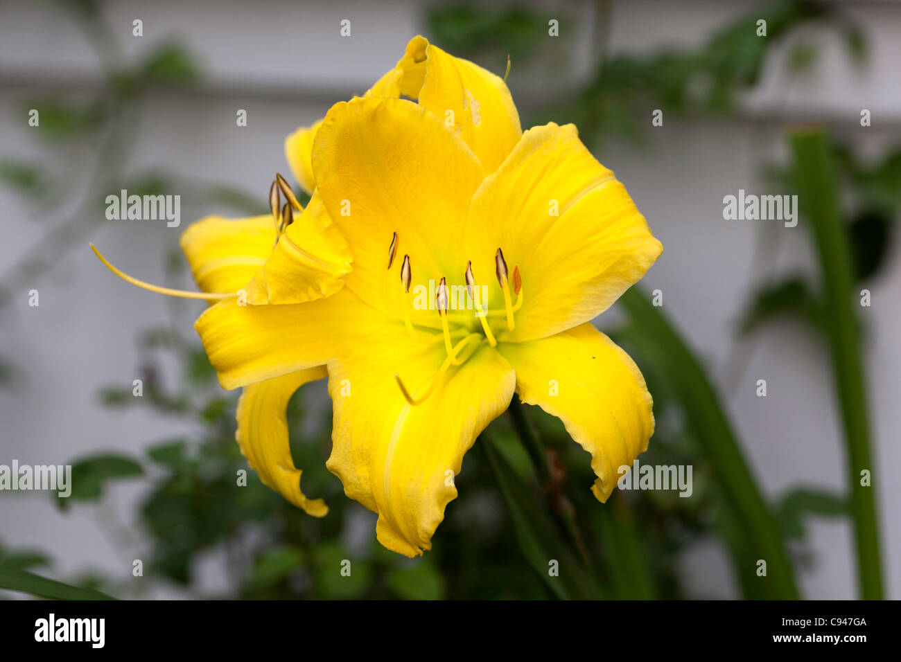 Großer Vogel (Hemerocallis) Stockfoto