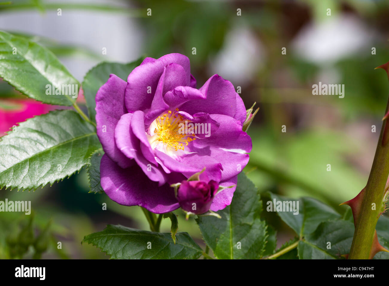 Rhapsodie in blau (Floribunda Rose) Stockfoto