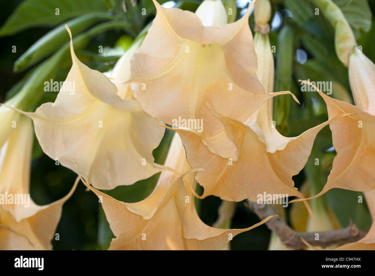 Orange Engelstrompete (Brugmansia versicolor) Stockfoto