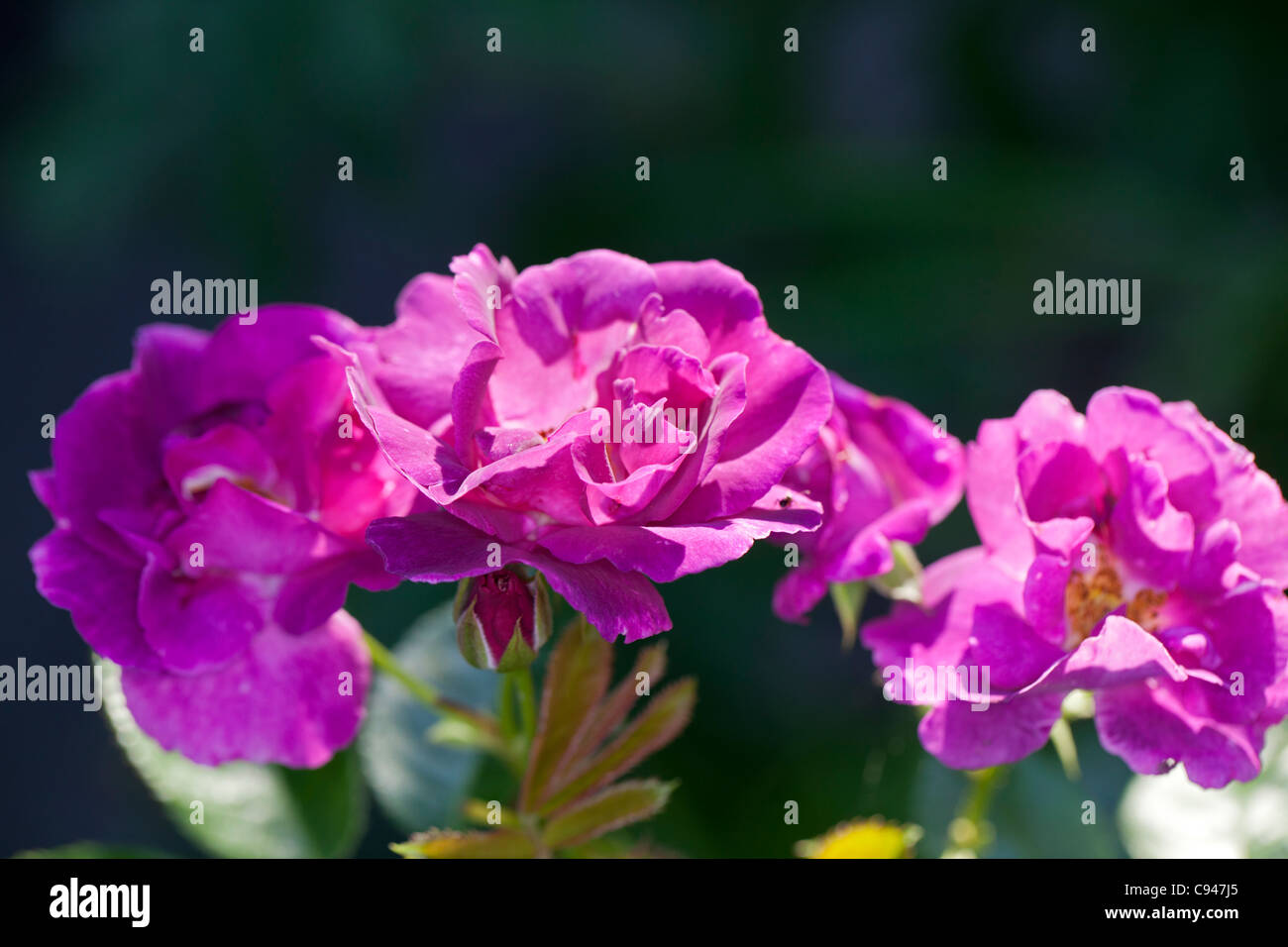 Rhapsodie in blau (Floribunda Rose) Stockfoto