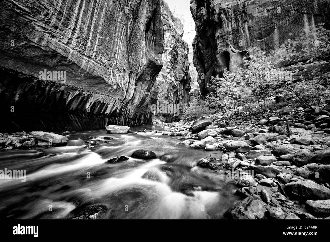 North Fork des Virgin River geschaffen die tiefe Schlucht und in diesem Abschnitt namens the Narrows im Zion Nationalpark, Utah Stockfoto