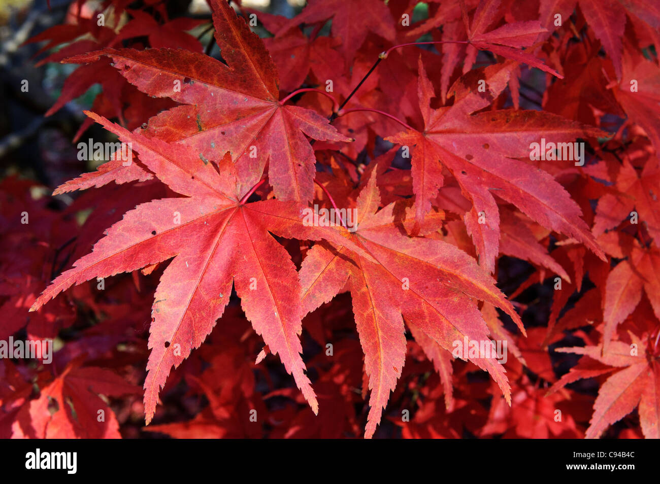 Nahaufnahme der rote japanische Ahorn-Blätter (Ausstellungskat Palmatum), Vereinigtes Königreich. Stockfoto