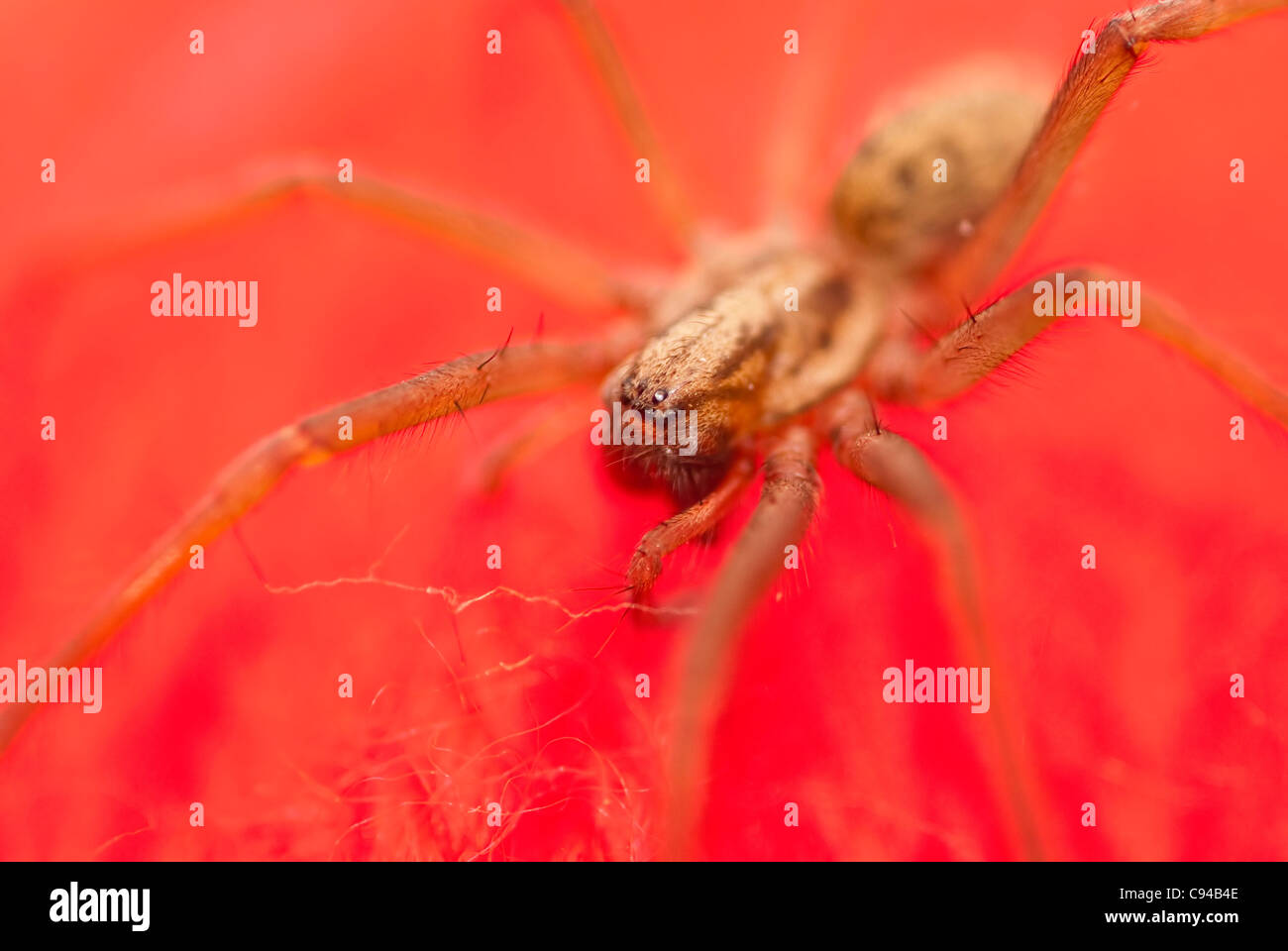 Haus Spinne Auf Eine Kugel Aus Roter Wolle Stockfoto Bild