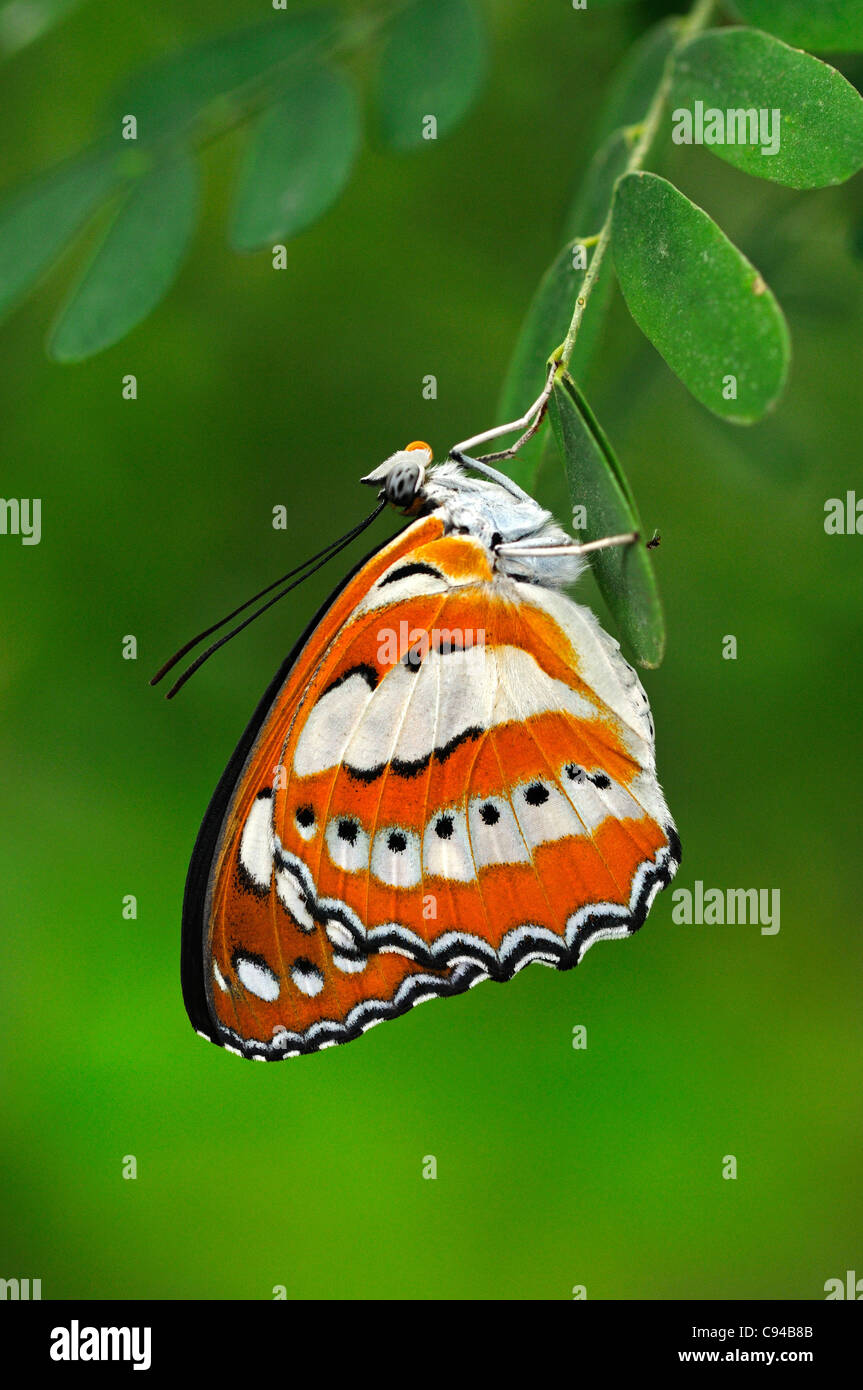 Tropischer Schmetterling gemeinsame Seemann, Neptis hylas Stockfoto