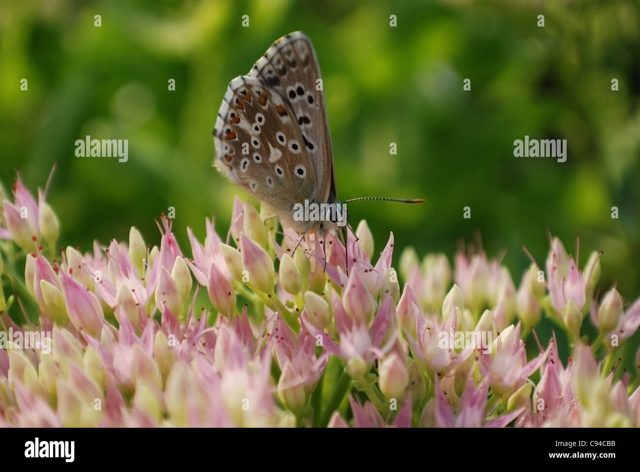 wunderschöner Schmetterling. Makro Stockfoto
