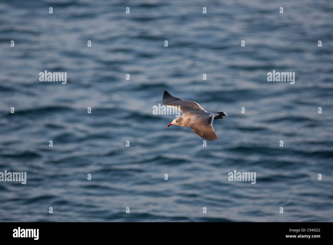 Heermann Möwe (Larus Heermanni), Erwachsene in der Häutung, Winterkleid im Flug. Stockfoto