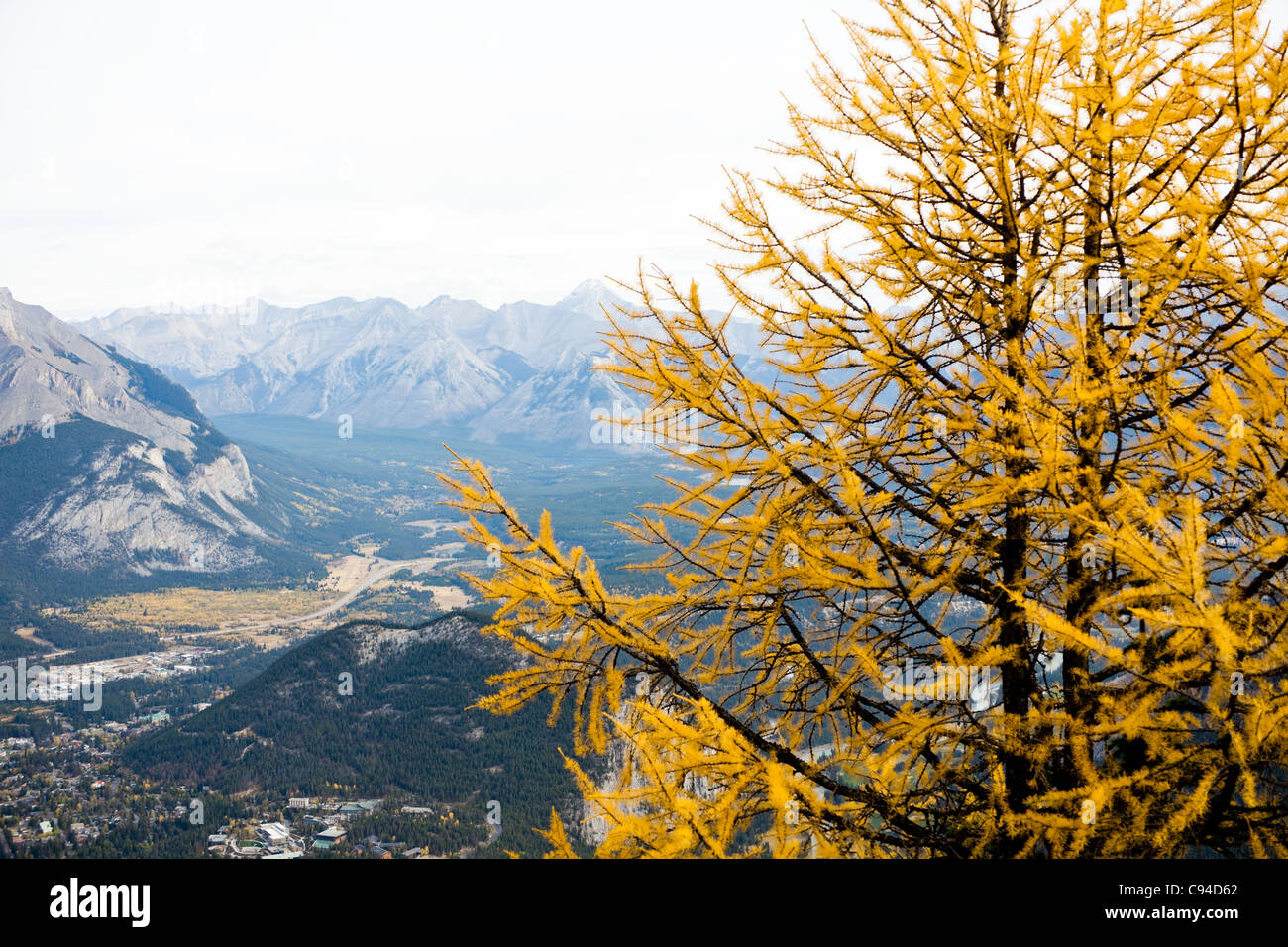 Lärche Tannennadeln wandte sich Gold im Okt. Banff National Park. Alberta. Kanada, Oktober 2011 Stockfoto