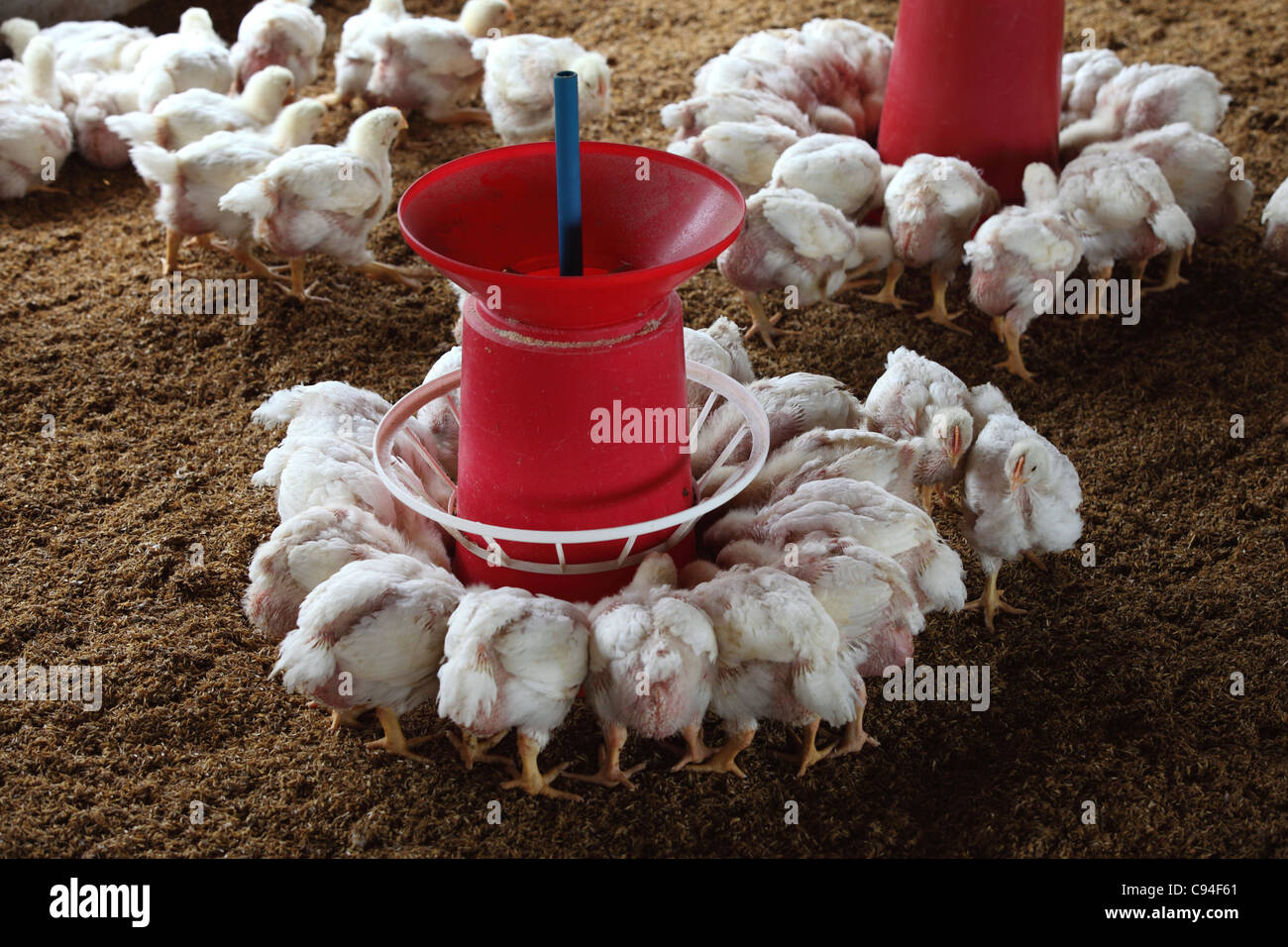 Hühnerhaltung in Südasien Indien Stockfoto