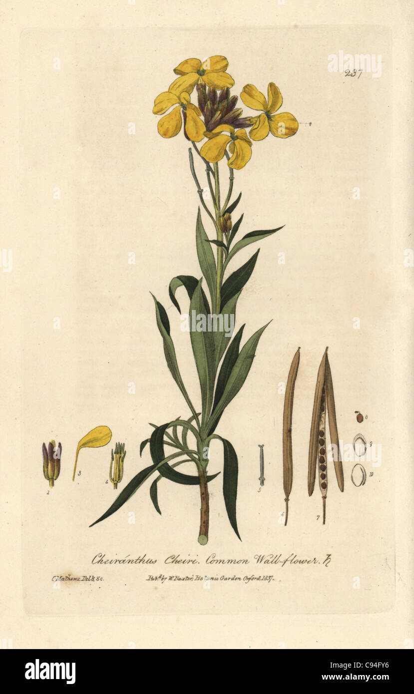 Gemeinsamen Mauerblümchen, Zonen Cheiri. Stockfoto