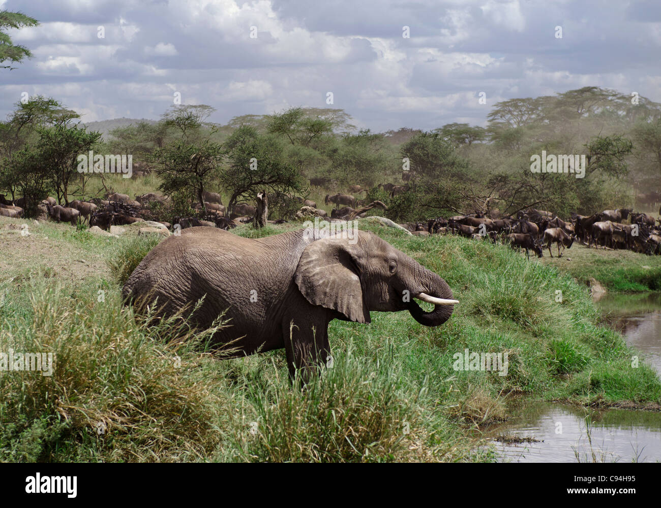 Elefant, trinken in Serengeti Nationalpark, Tansania, Afrika Stockfoto