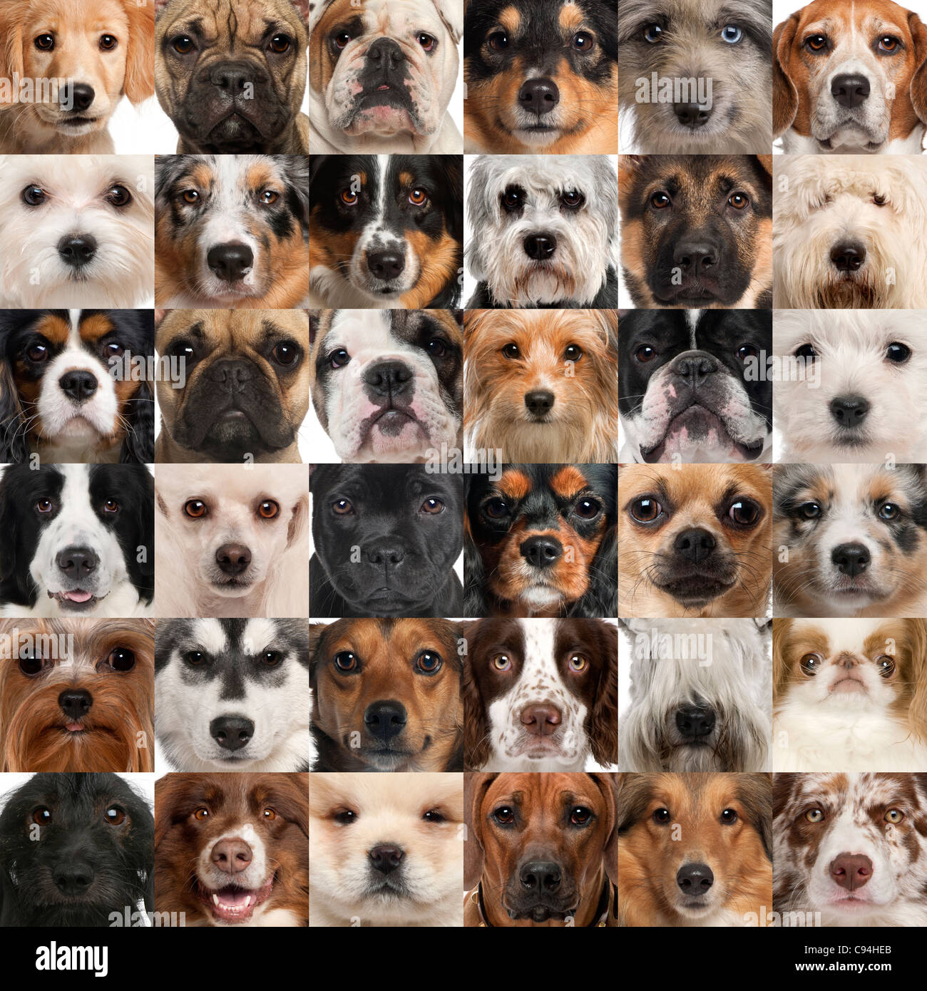 Collage aus 36 Hund Köpfe Stockfotografie - Alamy