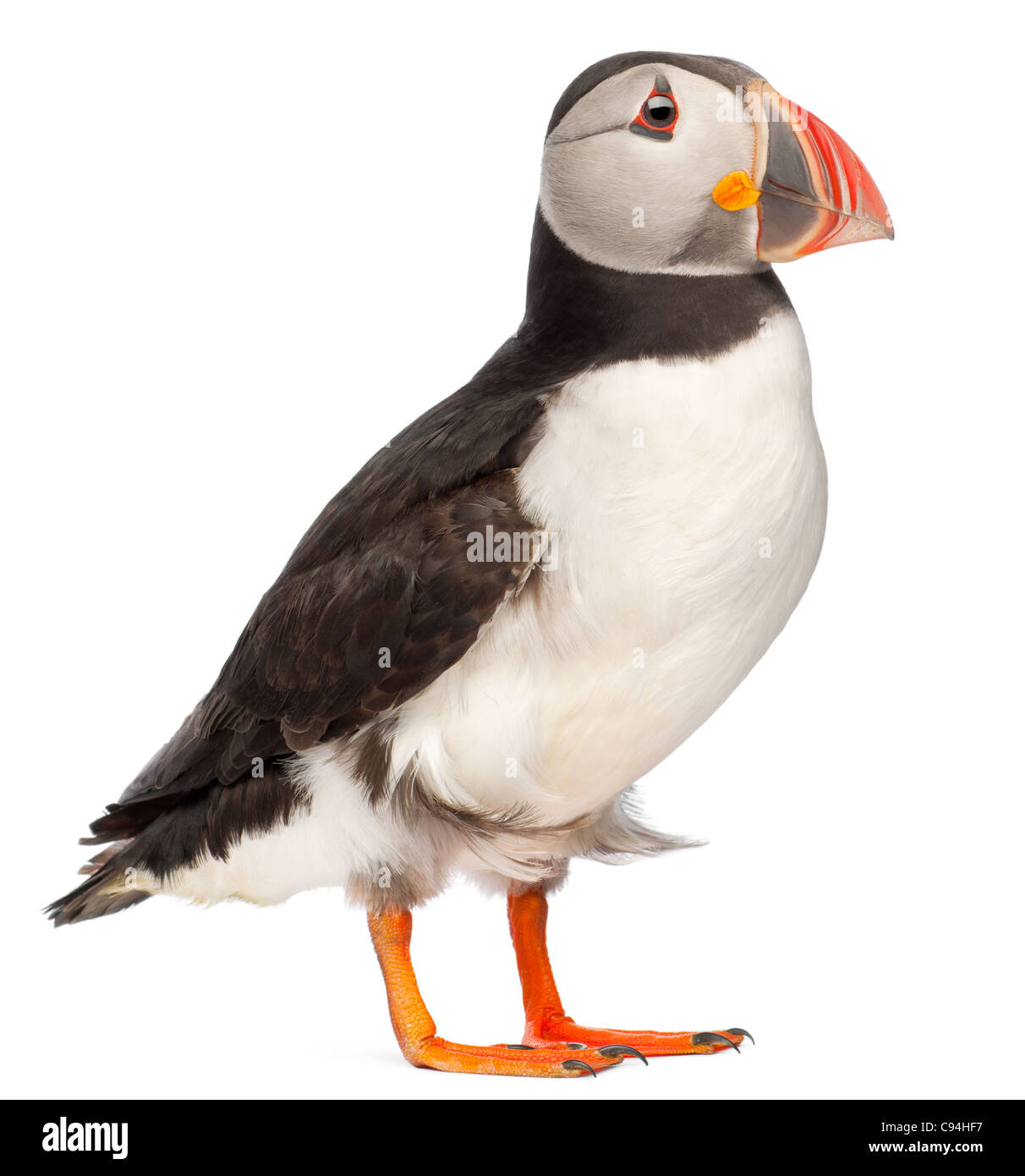 Papageitaucher oder gemeinsame Puffin, Fratercula Arctica, vor weißem Hintergrund Stockfoto