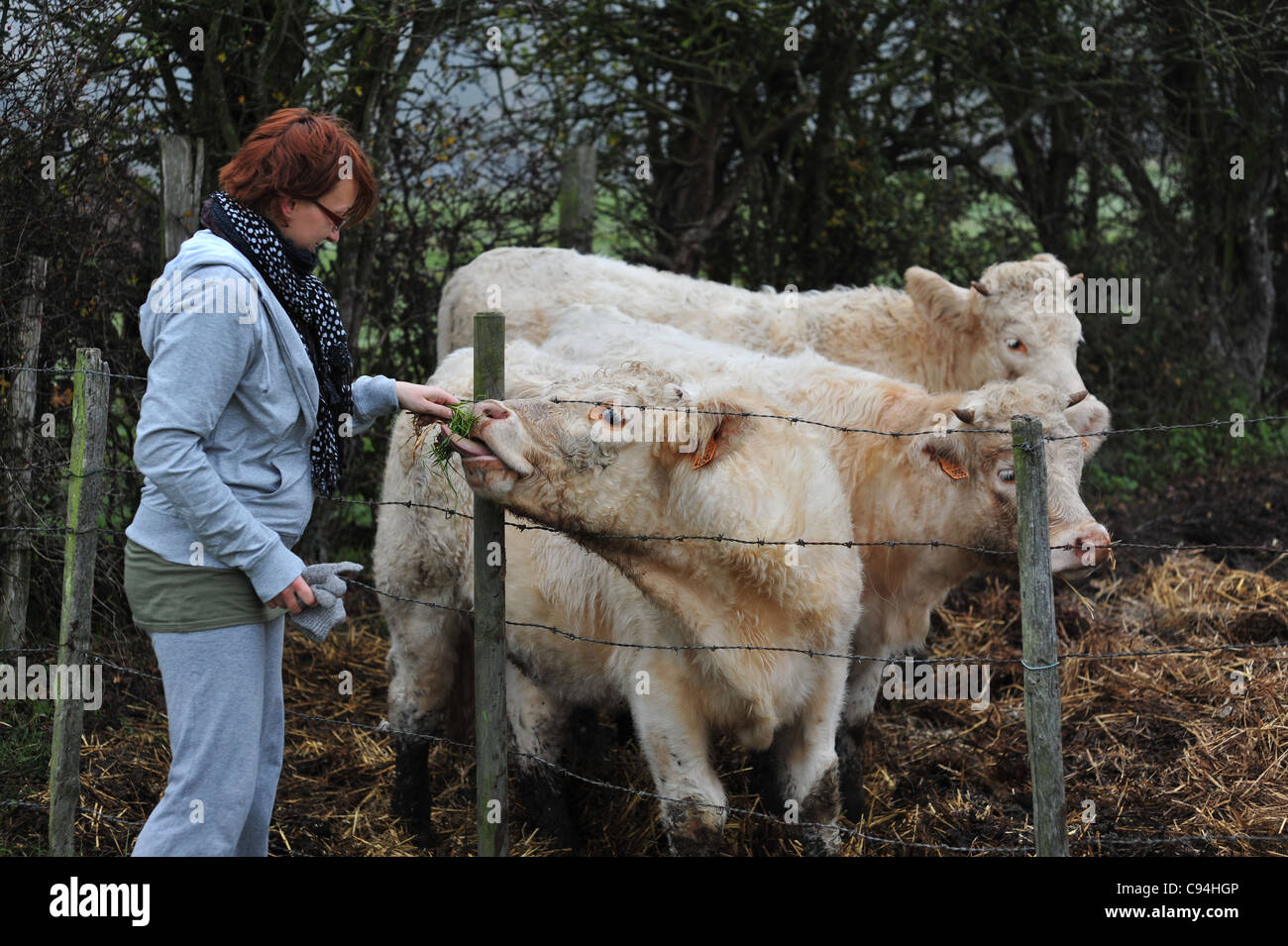 glückliche sympathischen sympathische freundliche weiße Kühe gefüttert von einem jungen Mädchen Stockfoto