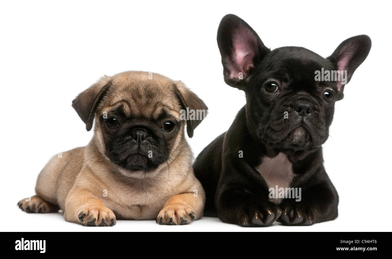 FRENCH BULLDOG WELPEN SPASS DEKO KISSEN FRENCHY HUND BABY MOPS WELPE RÜDE  LIEBE