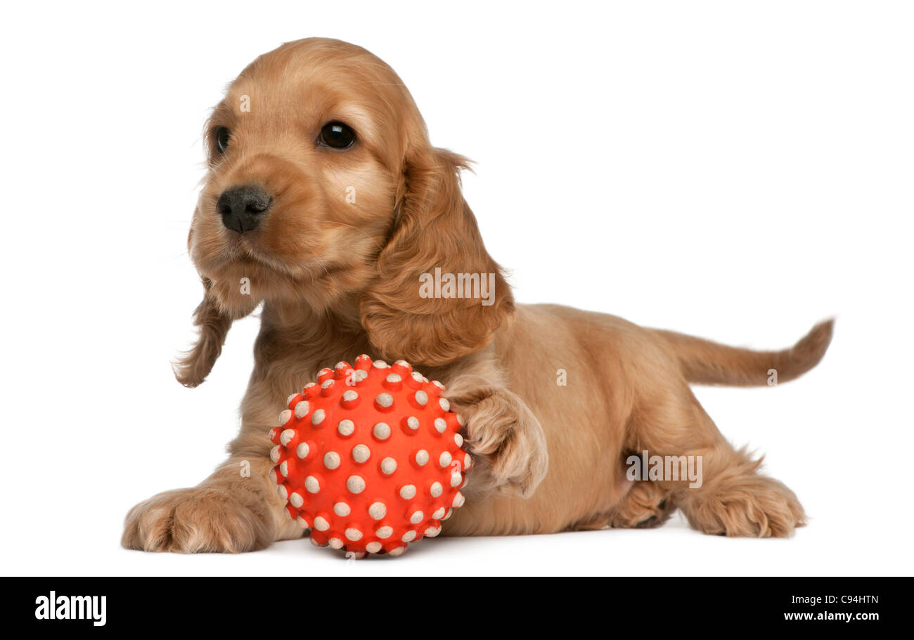 English Cocker Spaniel spielen mit einem Ball, 8 Wochen alt, vor weißem Hintergrund Stockfoto