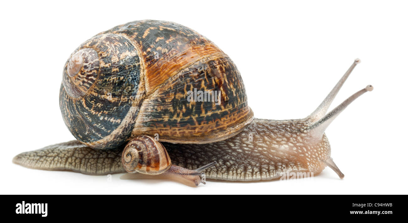 Garten-Schnecke mit seiner Baby vor weißem Hintergrund Stockfoto