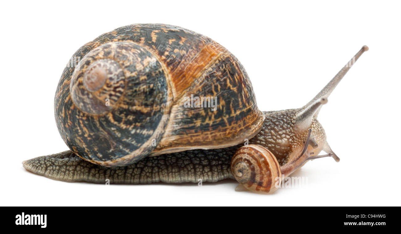 Garten-Schnecke mit seiner Baby vor weißem Hintergrund Stockfoto