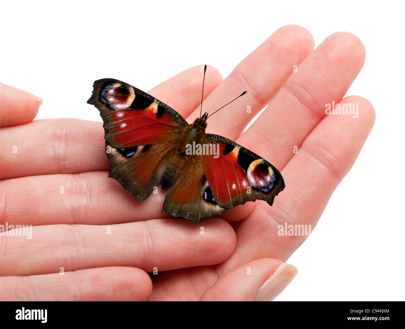 Europäische Pfau Motte, Inachis Io, auf eine Hand vor weißem Hintergrund Stockfoto