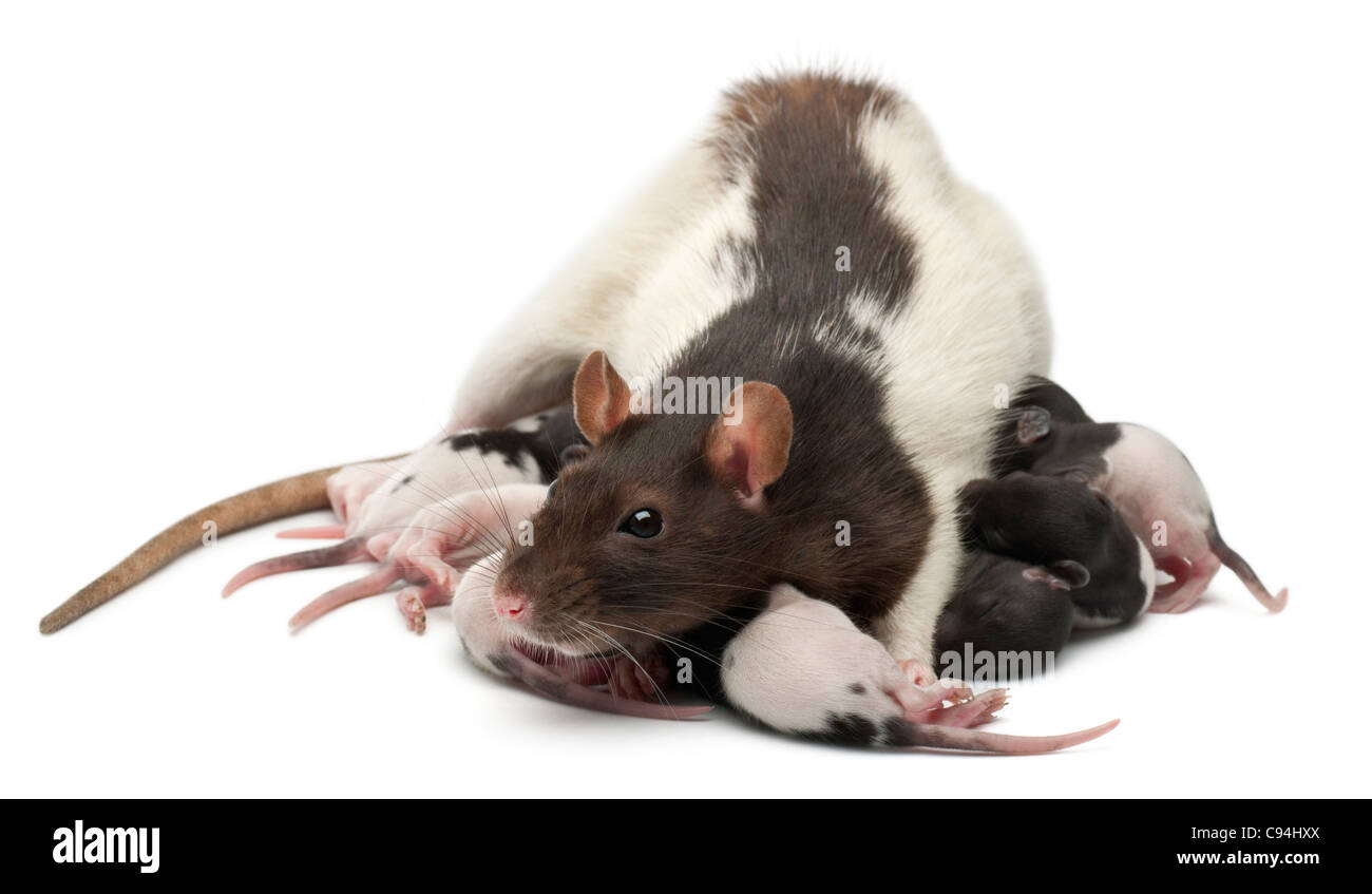 Ausgefallene Ratten füttern ihre Babys vor weißem Hintergrund Stockfoto