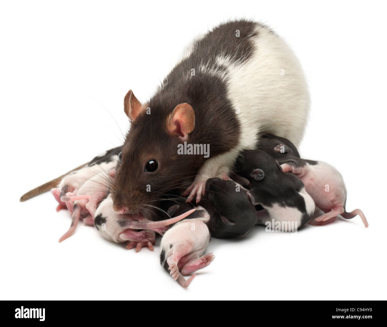 Ausgefallene Ratten füttern ihre Babys vor weißem Hintergrund Stockfoto