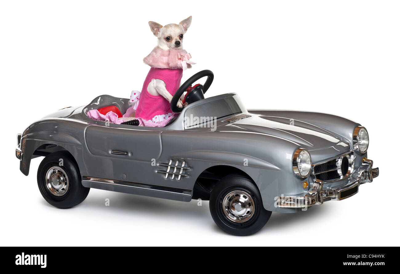 Chihuahua, 18 Monate alt, ein Cabrio vor weißem Hintergrund fahren Stockfoto