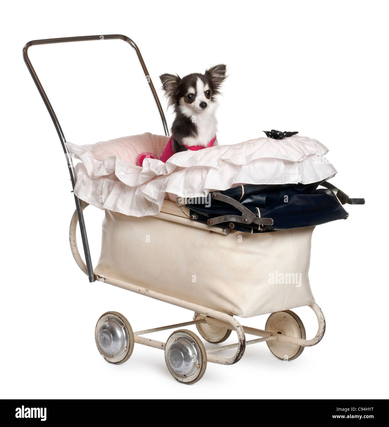 Chihuahua, 1 Jahr alt, im Kinderwagen vor weißem Hintergrund Stockfoto