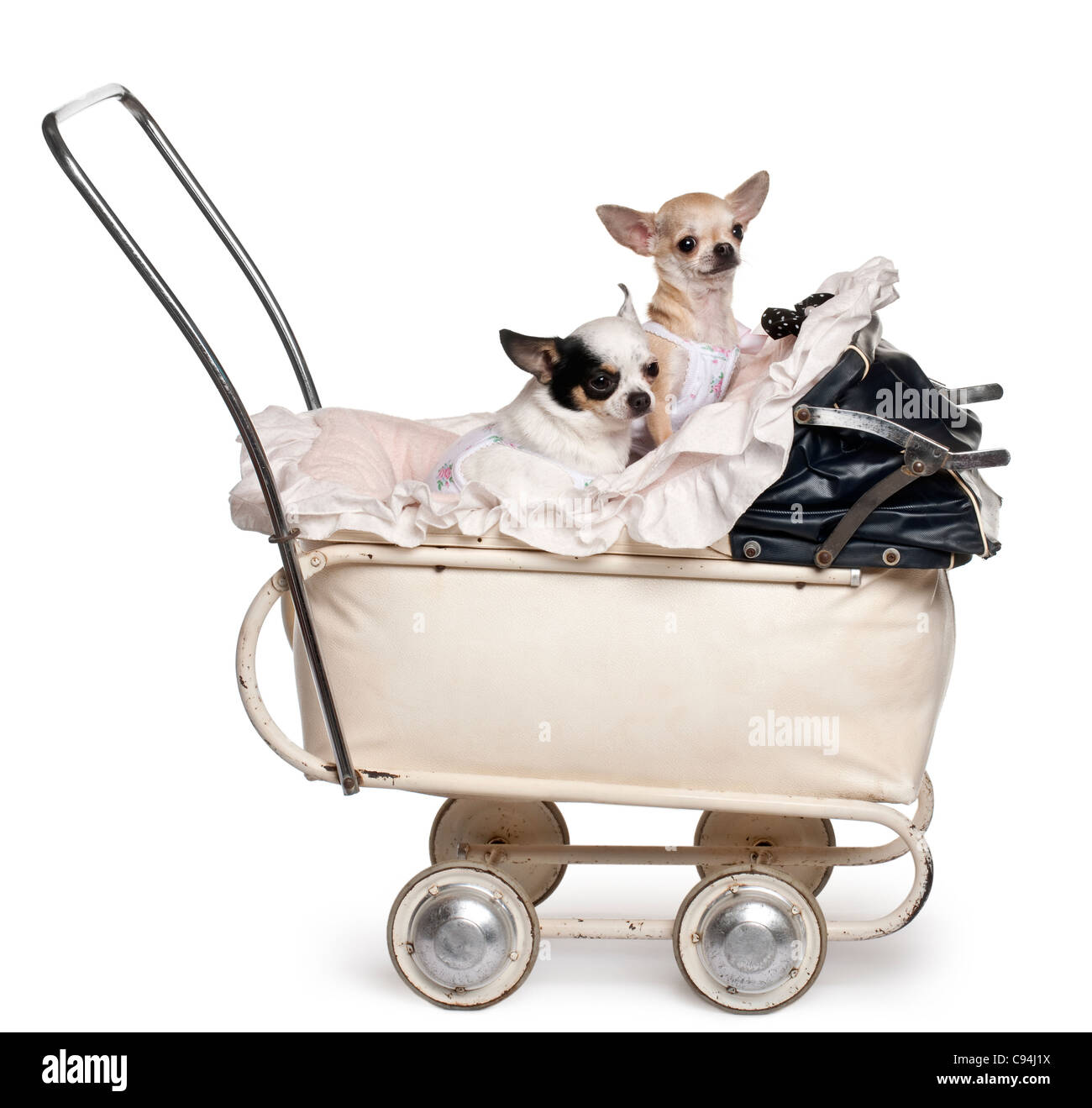 Chihuahuas, 1 Jahr alt, im Kinderwagen vor weißem Hintergrund Stockfoto