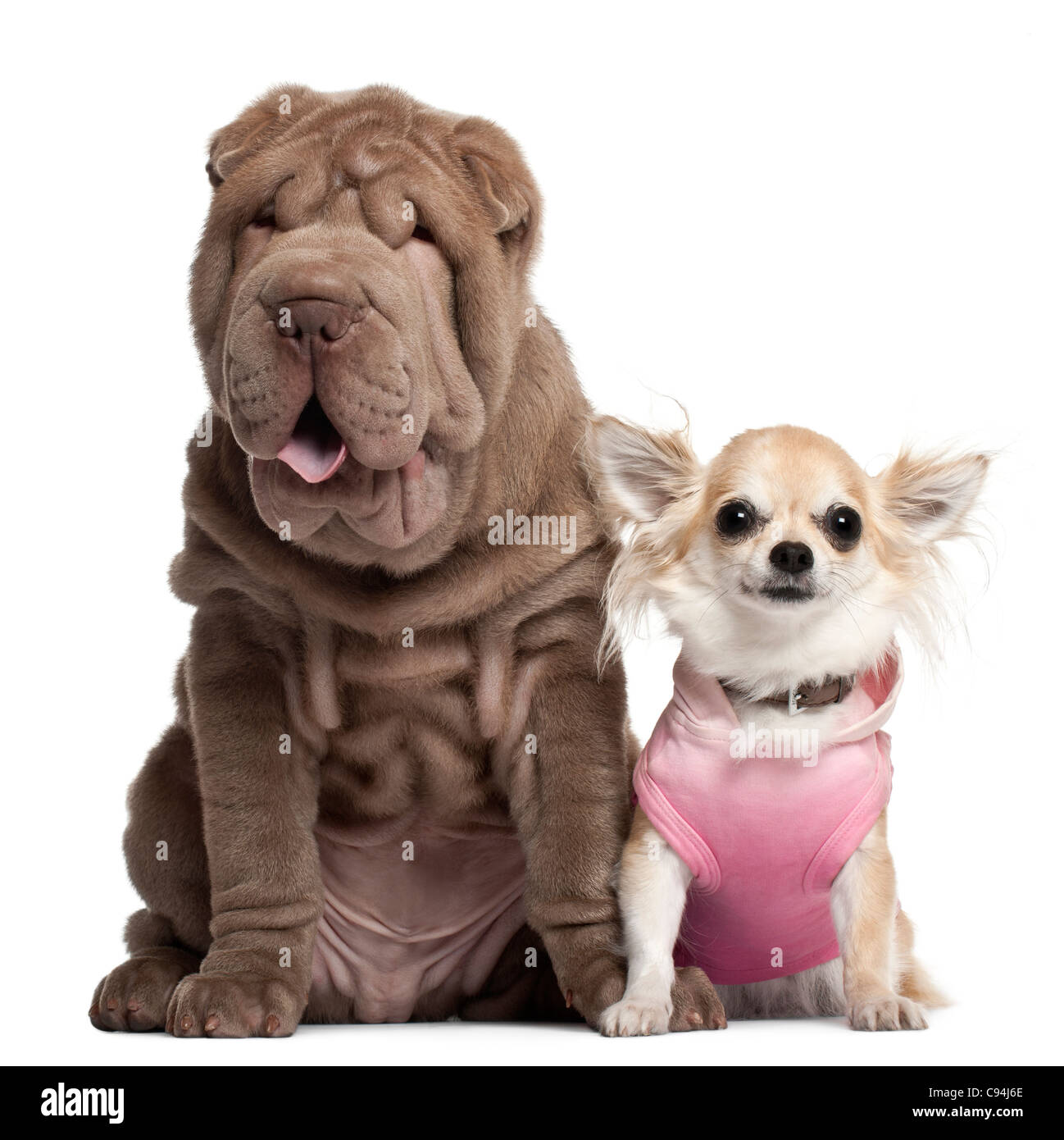 Chihuahua, 3 Jahre alt, und Shar Pei Welpen, 3 Monate alt, sitzt vor weißem Hintergrund Stockfoto