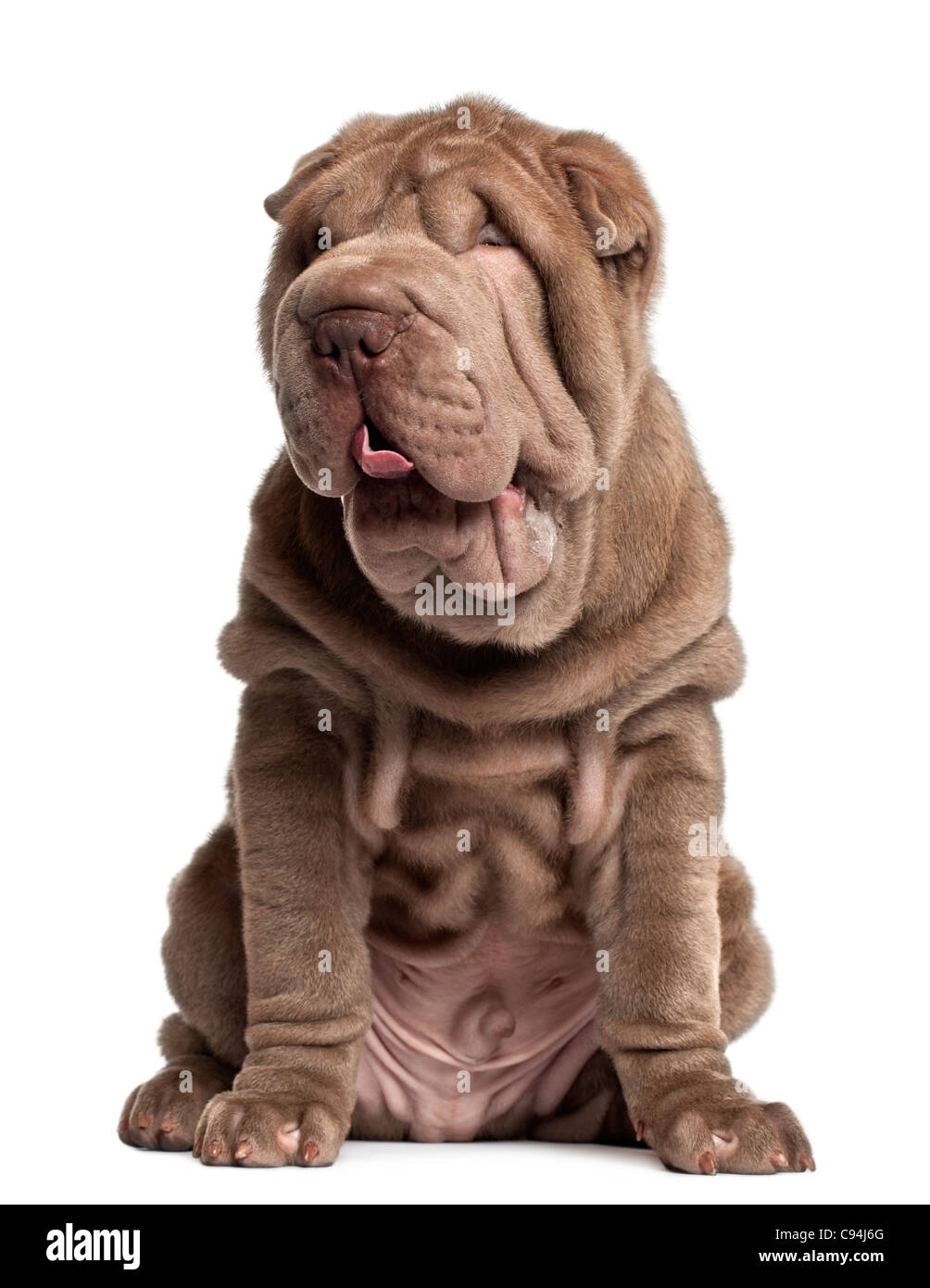 Shar Pei Welpen, 3 Monate alt, sitzt vor weißem Hintergrund Stockfoto