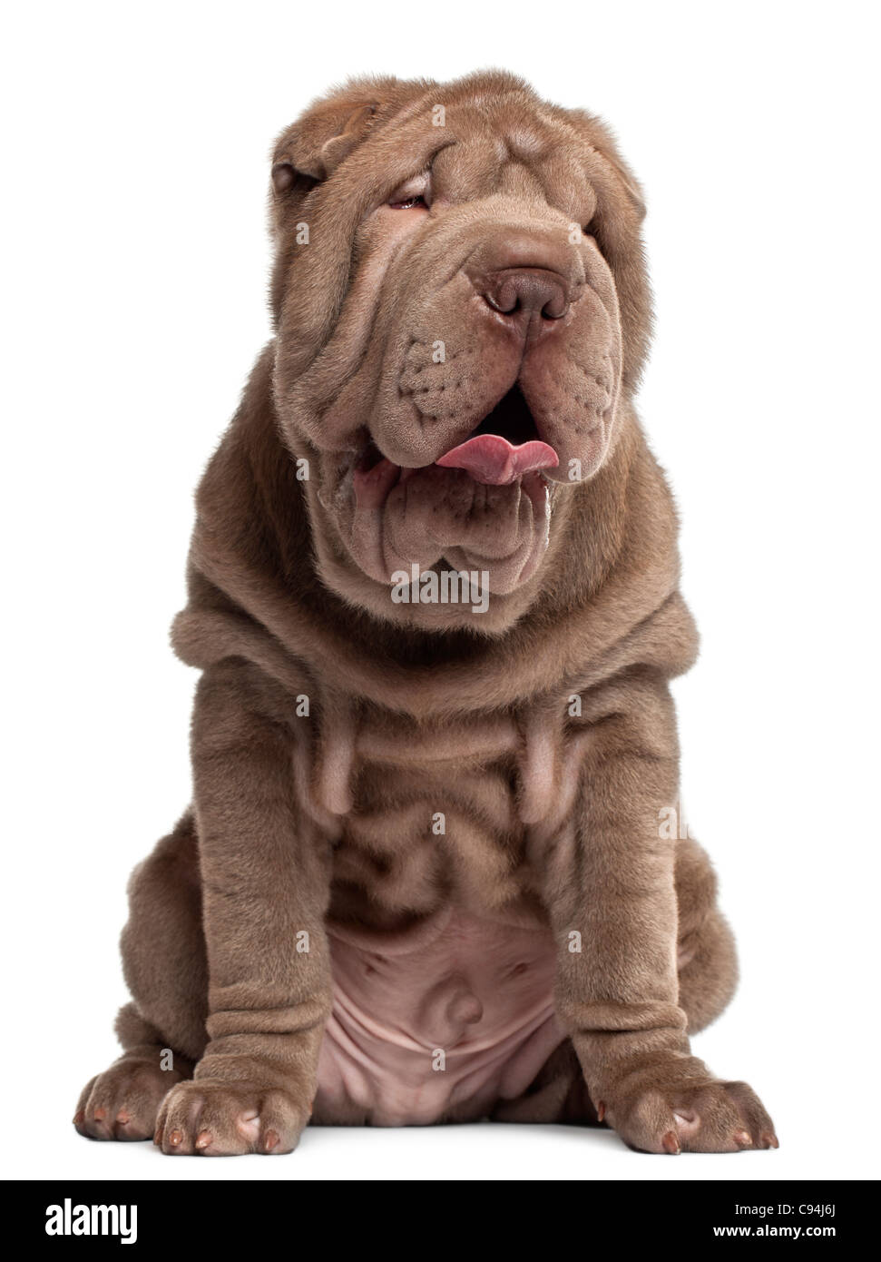 Shar Pei Welpen, 3 Monate alt, sitzt vor weißem Hintergrund Stockfoto