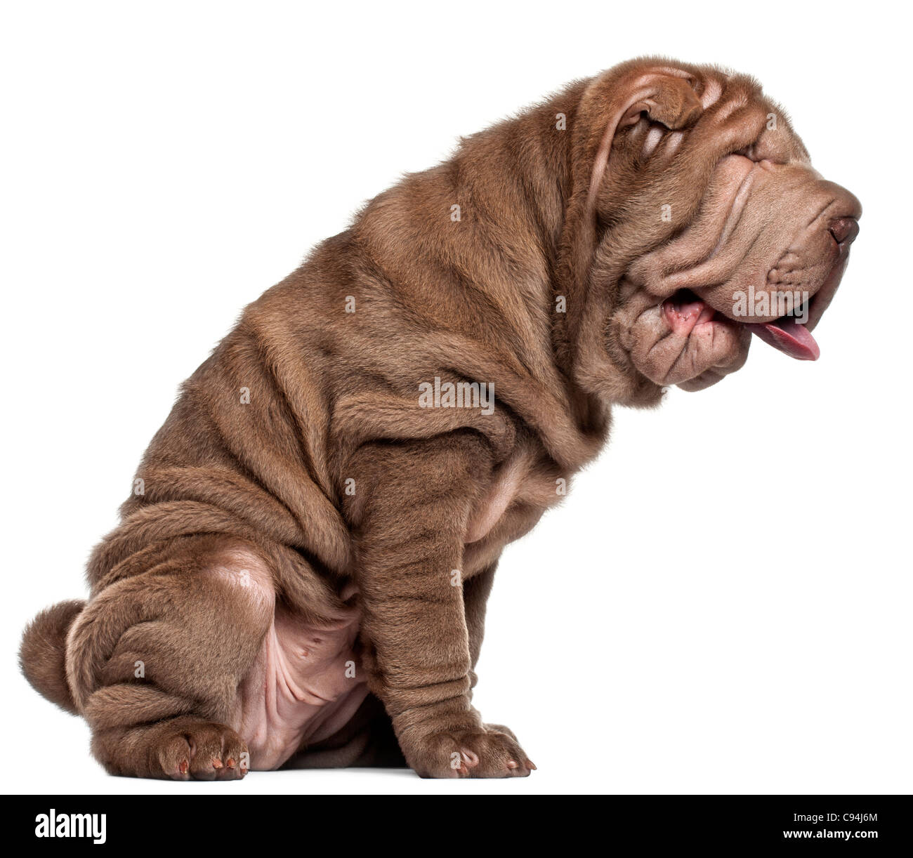 Shar Pei Welpen, 3 Monate alt, sitzt vor weißem Hintergrund Stockfoto