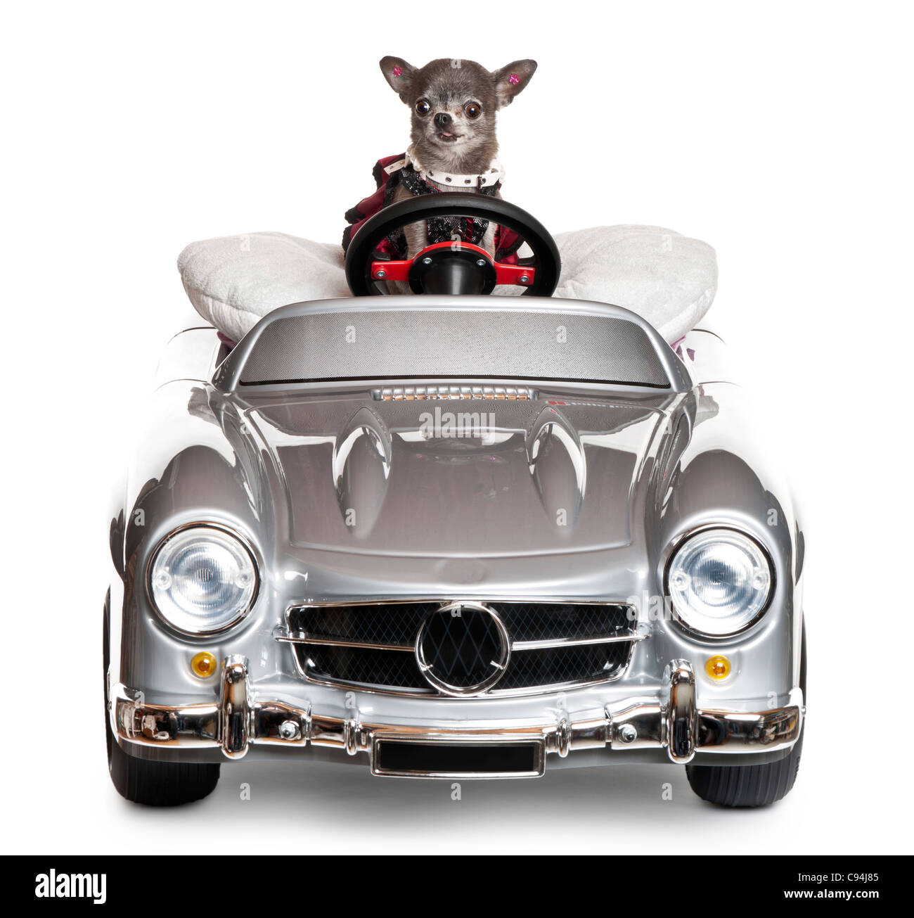 Chihuahua, fahren ein Cabrio vor weißem Hintergrund Stockfoto