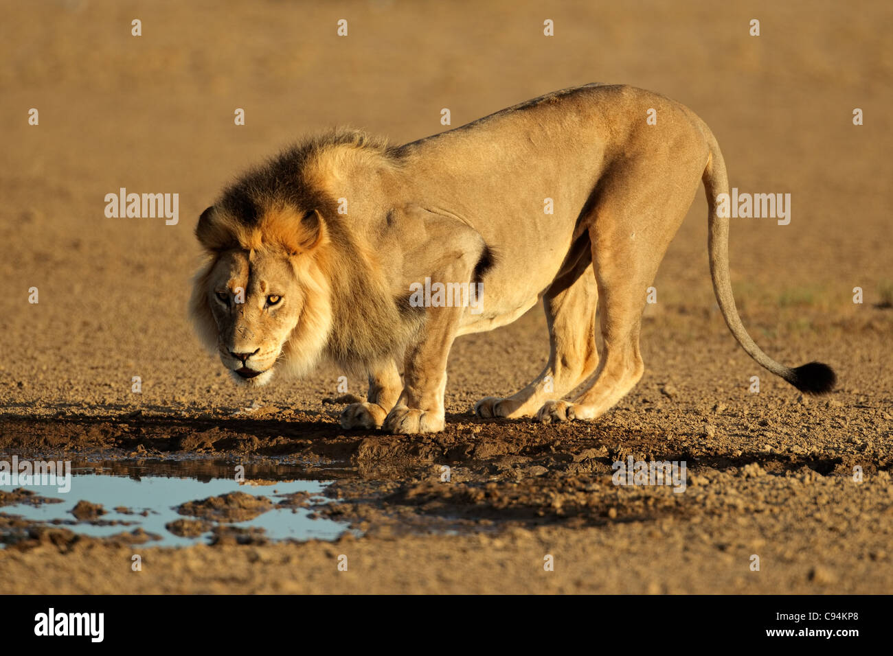 Großen männlichen afrikanischen Löwen (Panthera Leo) Trinkwasser, Kgalagadi Transfrontier Park, Südafrika Stockfoto