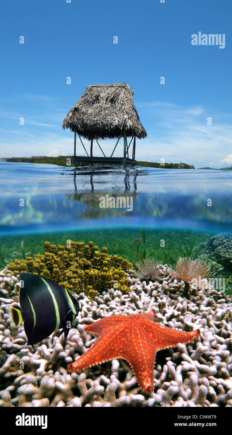Oberhalb und unterhalb der Meeresoberfläche, strohgedeckte Hütte über dem Wasser und Korallenriffe mit einer Kaiserfisch und ein Seestern unter Wasser, Caribbean Stockfoto