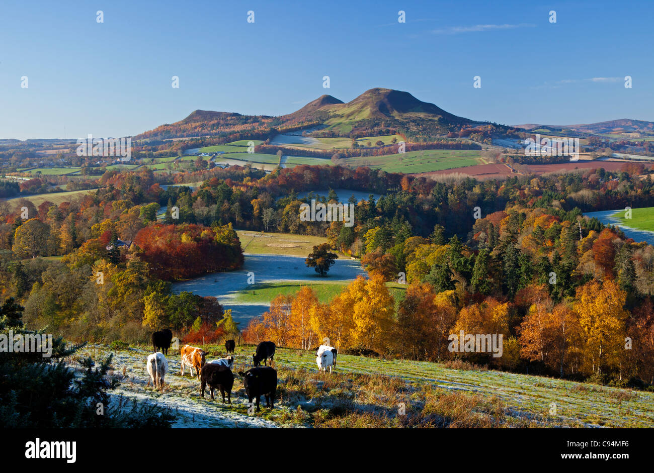 Scotts View im Herbst/Winter auf die Eildon Hills in der schottischen Grenzen Scotland UK, Europa Stockfoto