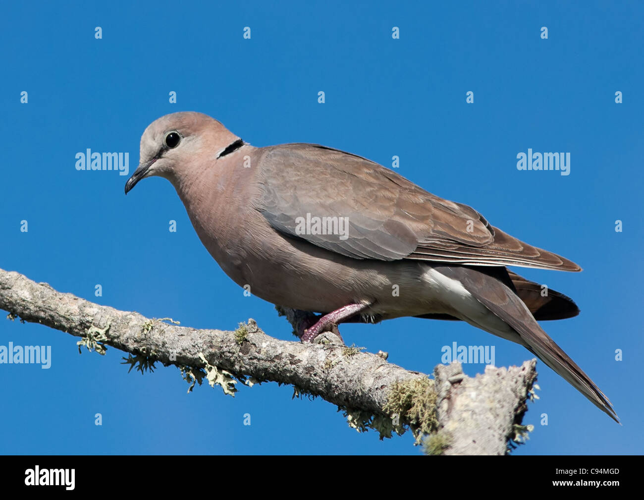 Kap Turteltaube Streptopelia Capicola nach unten Stockfoto