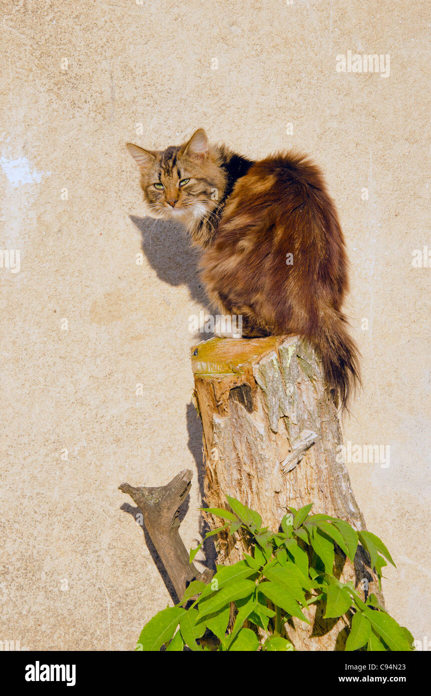 Katze auf Baumstamm auf Hintergrund der Mauer sitzt. Stockfoto