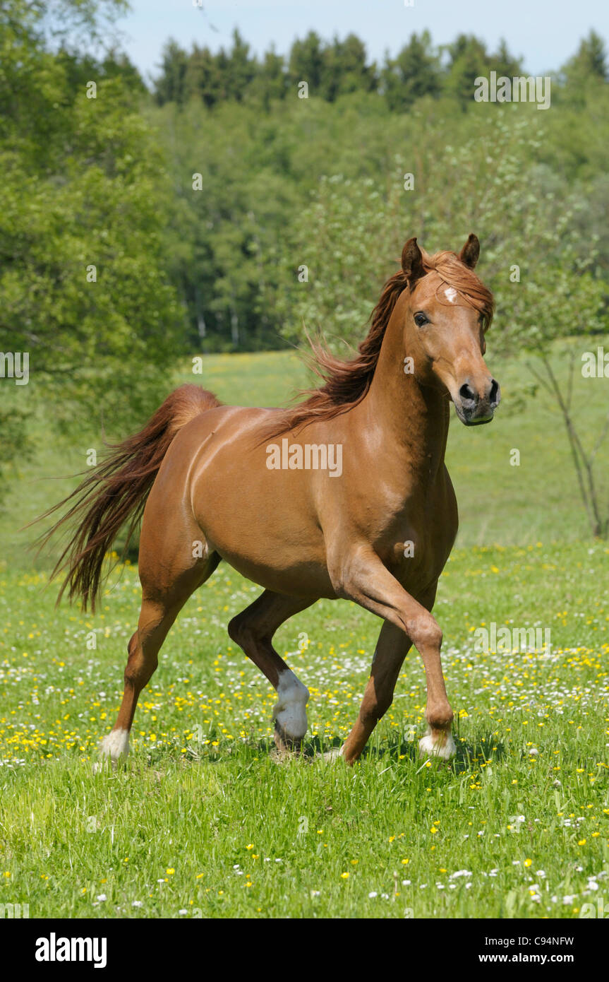 Arabische Pferd im Trab auf dem Gebiet Stockfoto