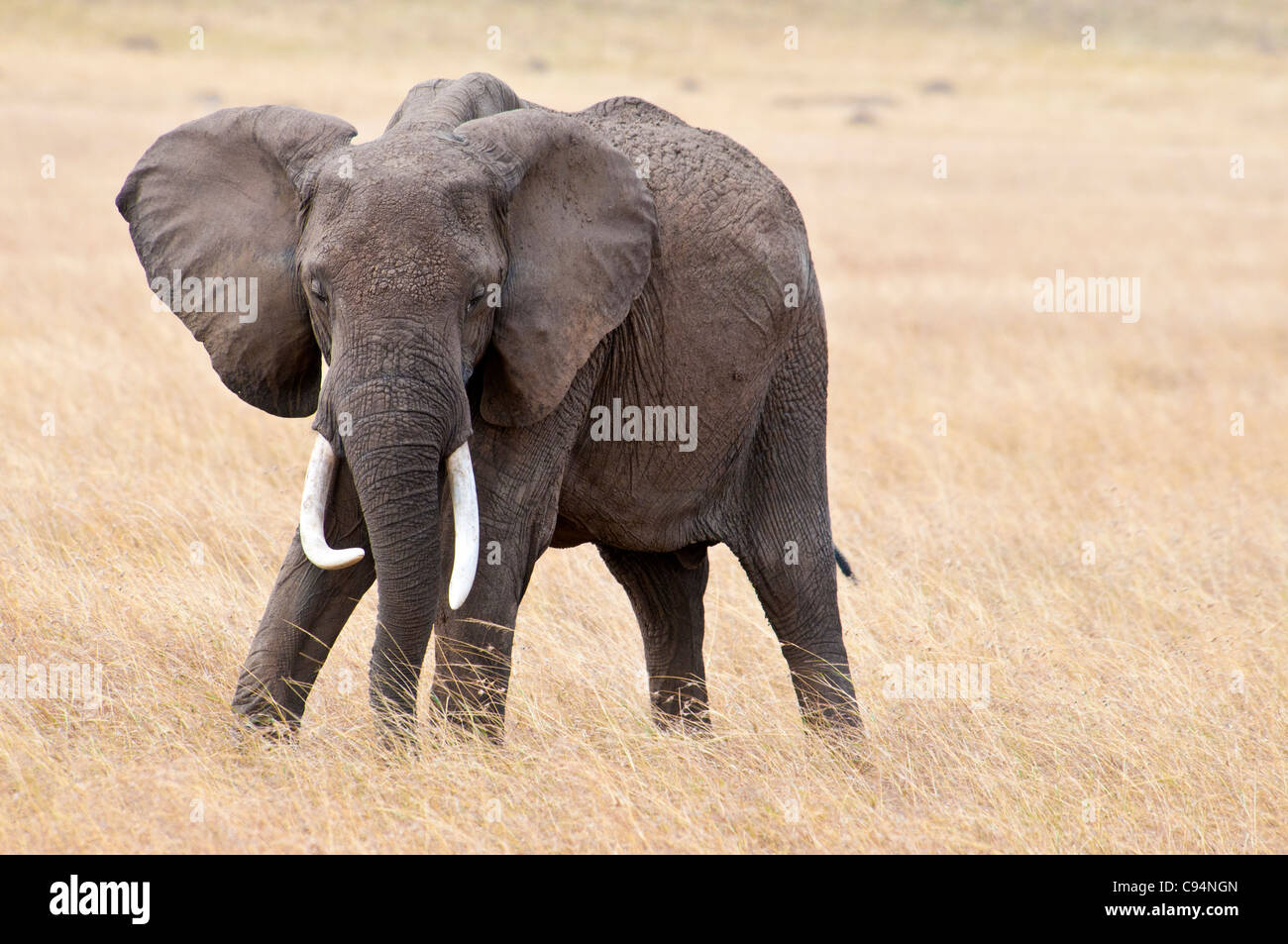 Einsamer afrikanischer Elefant, Loxodonta Africana, Masai Mara National Reserve, Kenia, Afrika Stockfoto