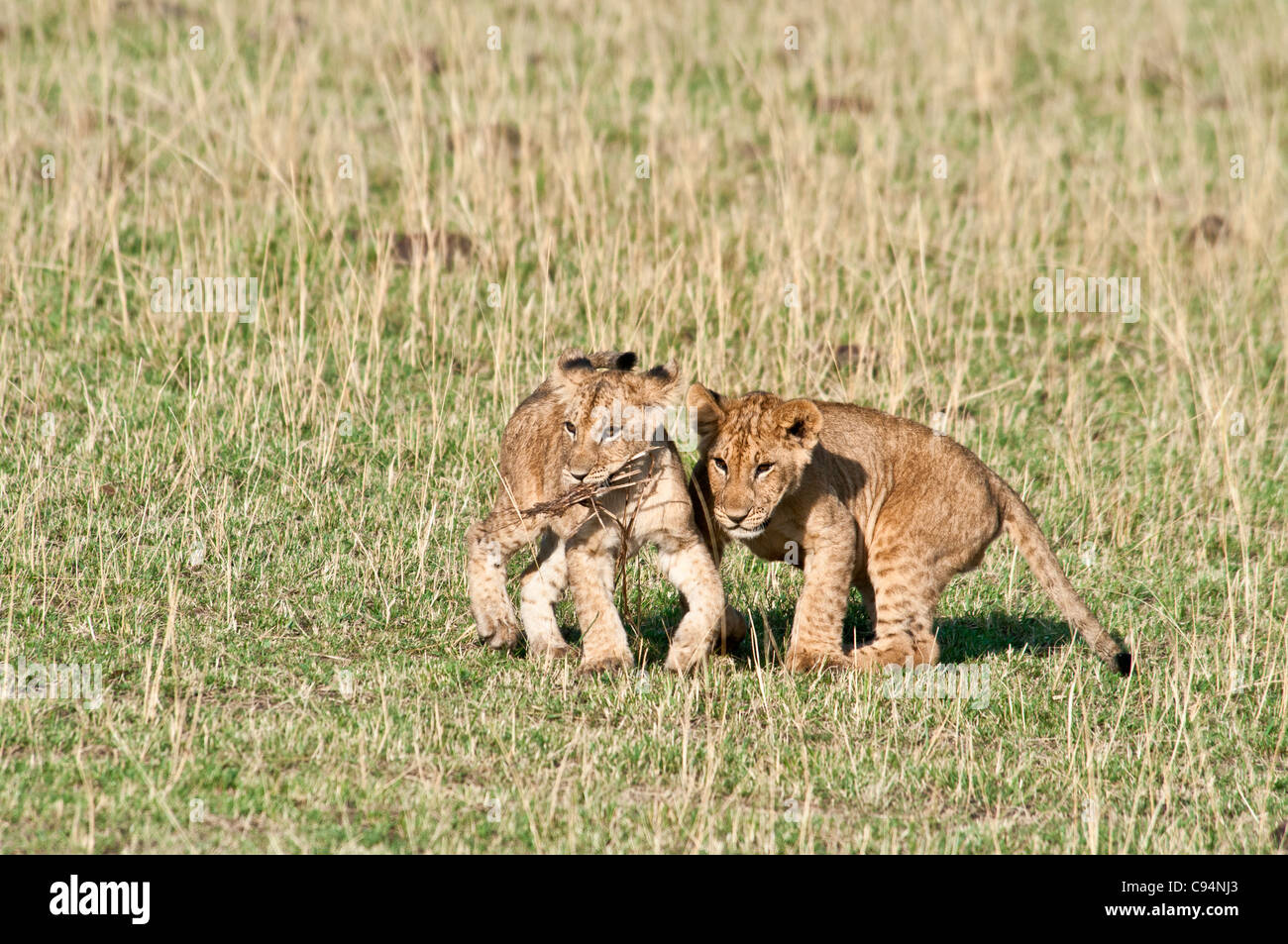 Zwei Löwenbabys nebeneinander, Panthera Leo, Masai Mara National Reserve, Kenia, Afrika Stockfoto