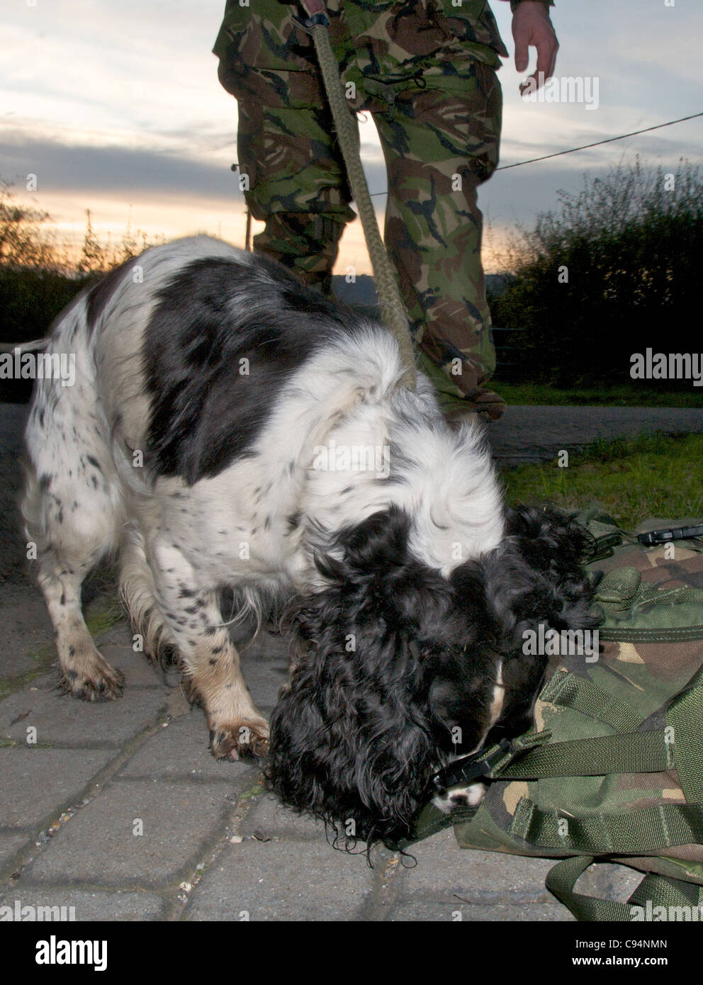 Spürhunde sind durch die Polizei und das Militär Suche nach Drogen und Sprengstoffen verwendet - dies ist ein Springer Spaniel. Handler muss nicht identifiziert werden - kein Model-Release ist erforderlich. Stockfoto