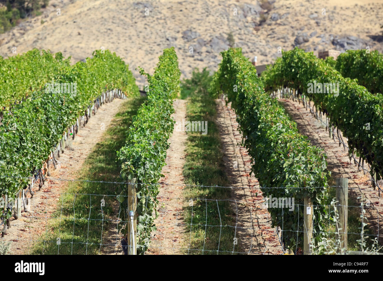 Weinberg im Okanagan Valley, Osoyoos, Britisch-Kolumbien, Kanada. Stockfoto