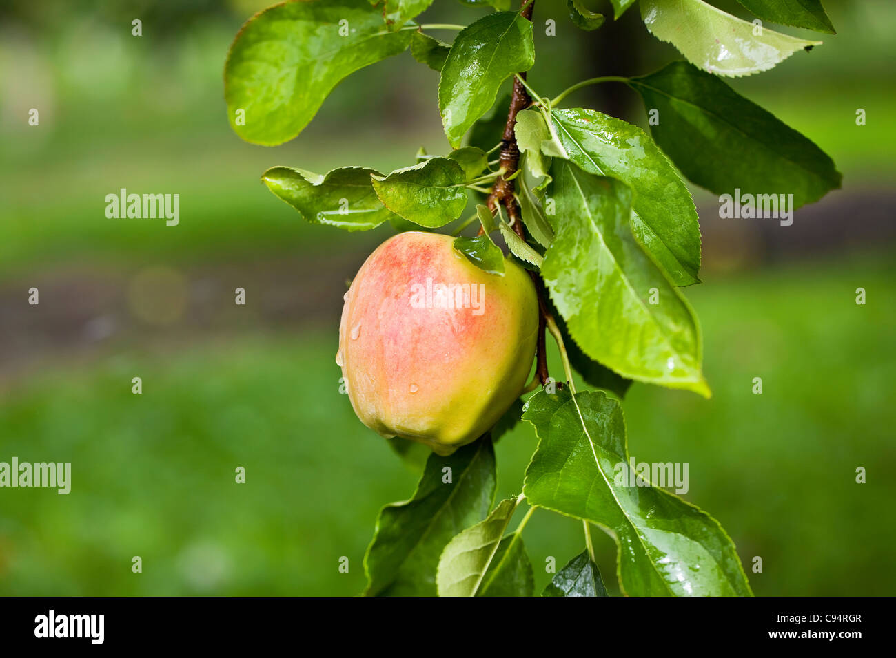 Apfelanbaus im Okanagan Valley. Osoyoos, Britisch-Kolumbien, Kanada. Stockfoto