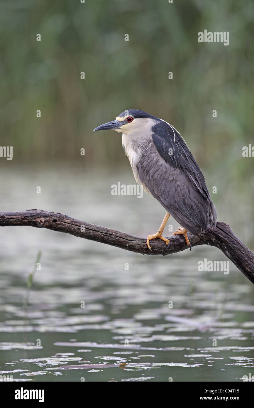 Schwarz-gekrönter Nachtreiher, Nycticorax nycticorax Stockfoto