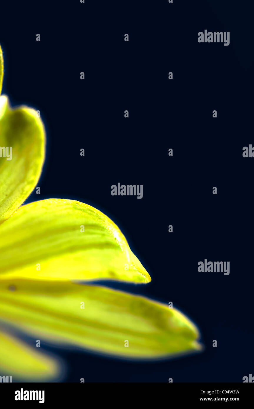 Großaufnahme, surreales Bild einer gelben Zinnia Blume auf einem blauen Hintergrund Stockfoto